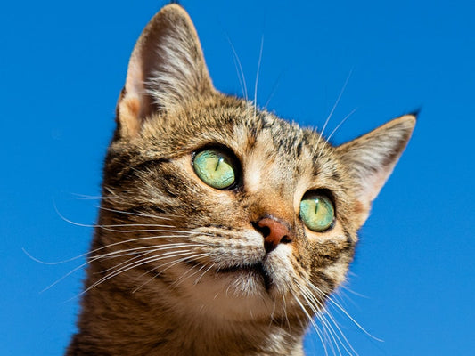 Alimentación natural para gatos 2025: guía práctica, mejores opciones y consejos de expertos
